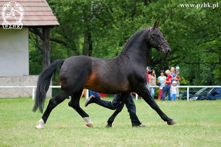 Raza de Caballo de Silesia