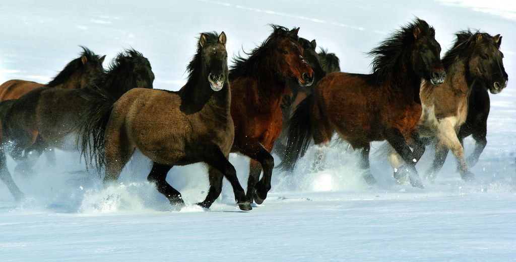 Raza de caballo poni hucul
