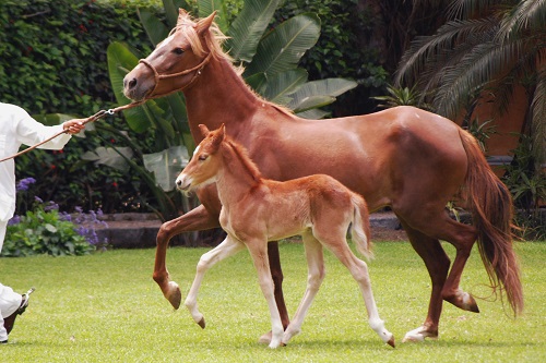 El caballo un animal noble.