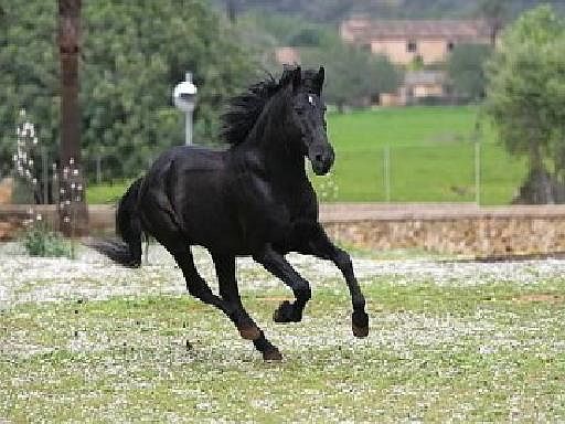 Raza de caballo mallorquín