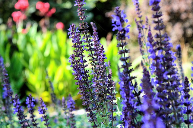 El Día Mundial de los Jardines Botánicos