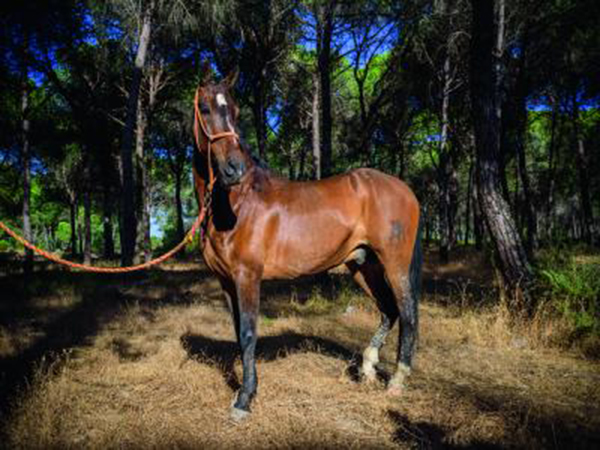 Caballo marismeño