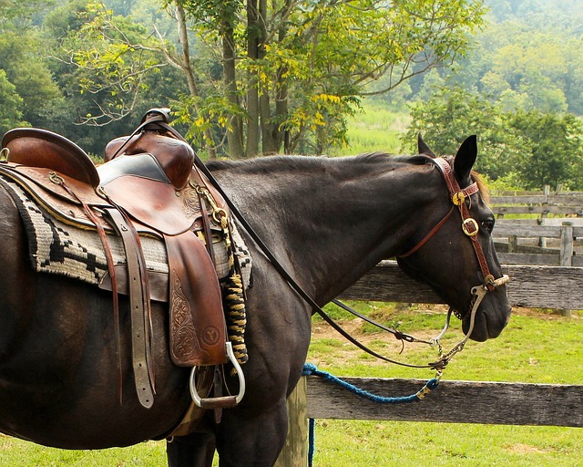 Las cinchas: Accesorio para caballos