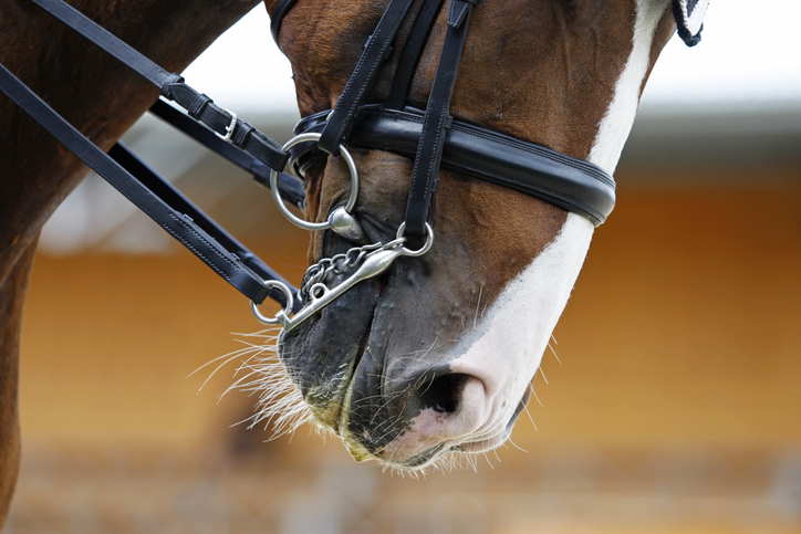 Filete y bocado: accesorios para caballos