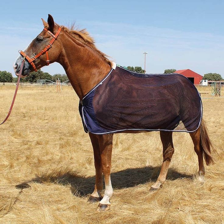 Mantas para caballos