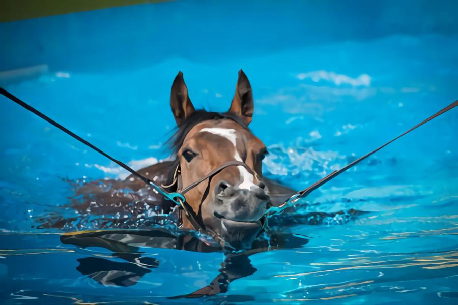 caballo-nadando