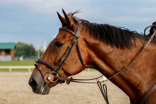 Los cabestros: Un accesorio importante para los caballos