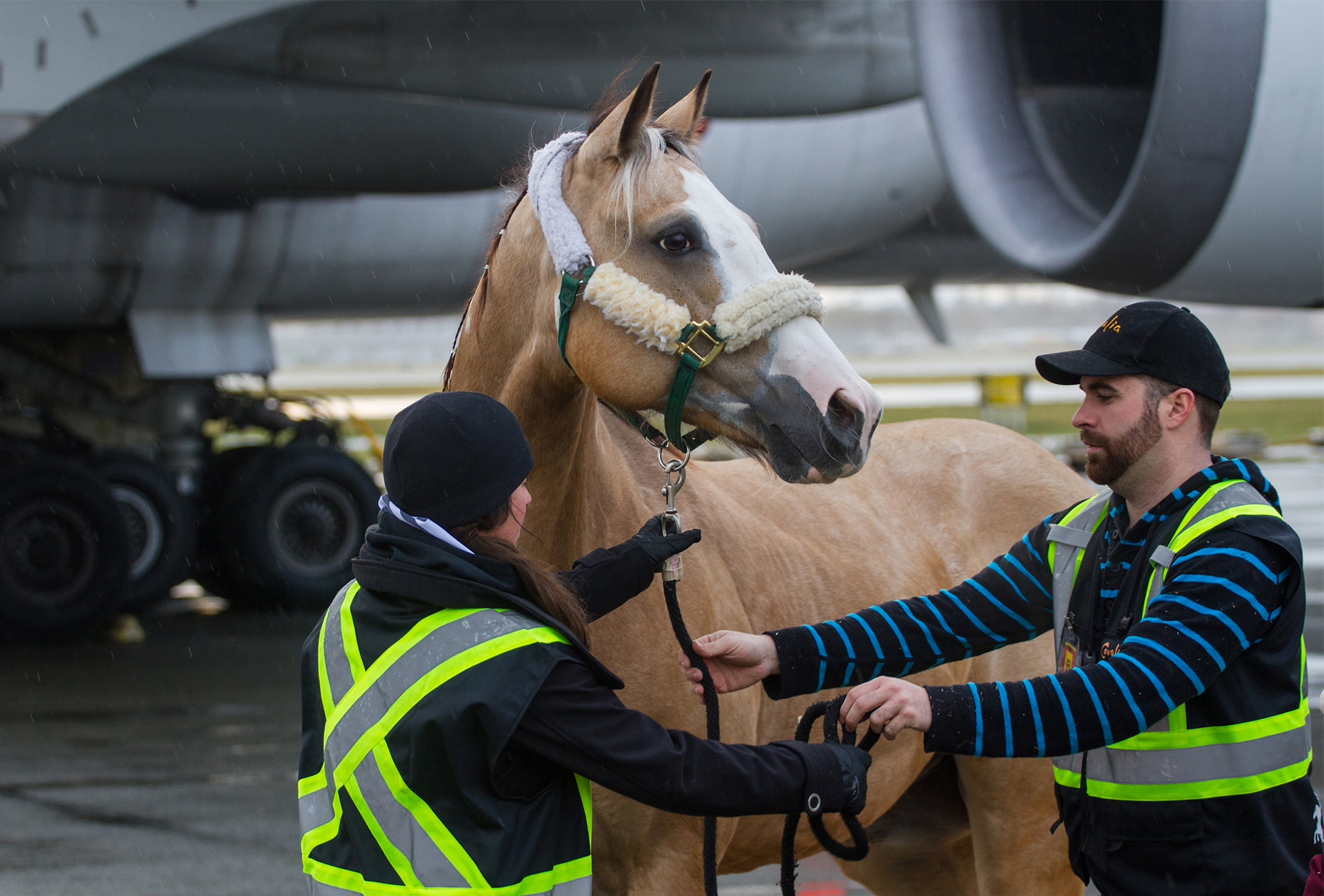 Transporte aéreo de caballos