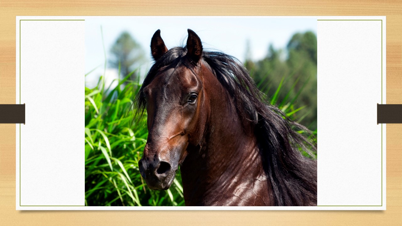 El caballo Pura Raza Paso Fino
