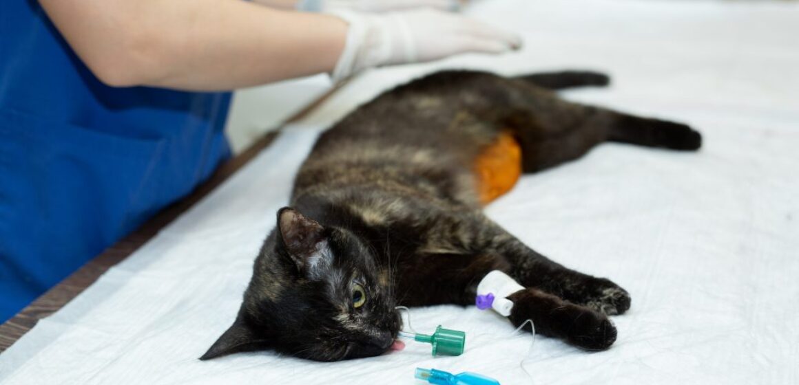 Día Mundial de la Esterilización Animal