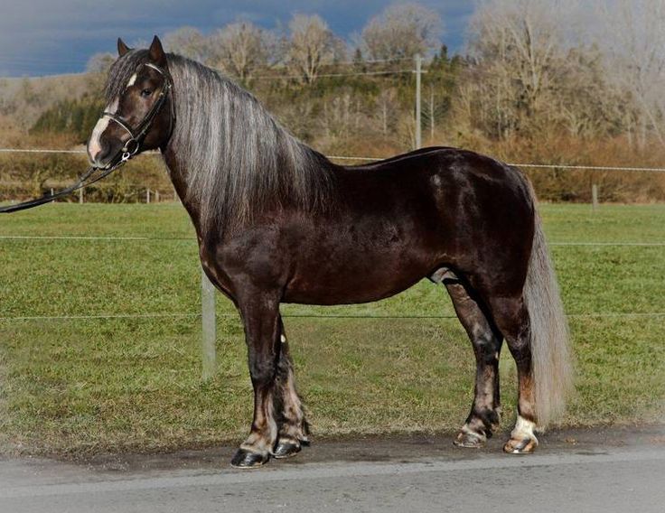 El Caballo St. Märgener: Un Tesoro de la Selva Negra