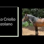Caballo Criollo Venezolano