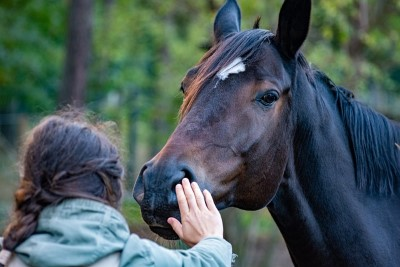 La importancia de los caballos en la terapia asistida