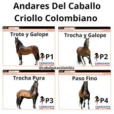 Andares del caballo criollo colombiano