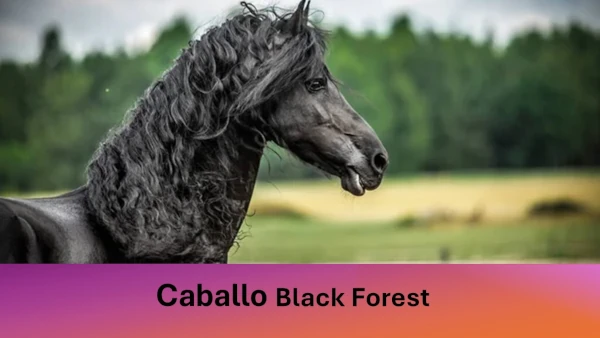 caballo black forest