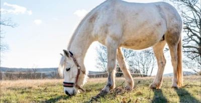 Tipos de caballos cob
