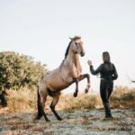 adiestramiento del caballo en libertad