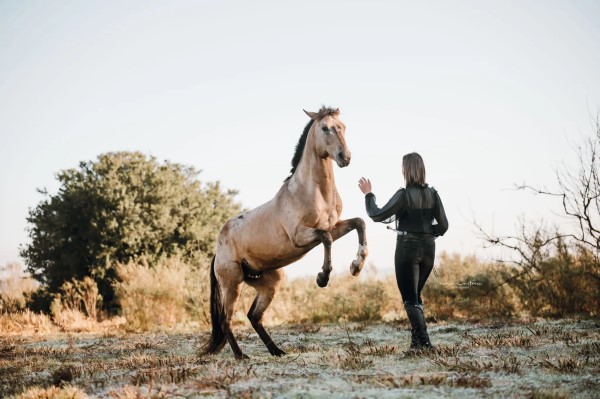 adiestramiento del caballo en libertad