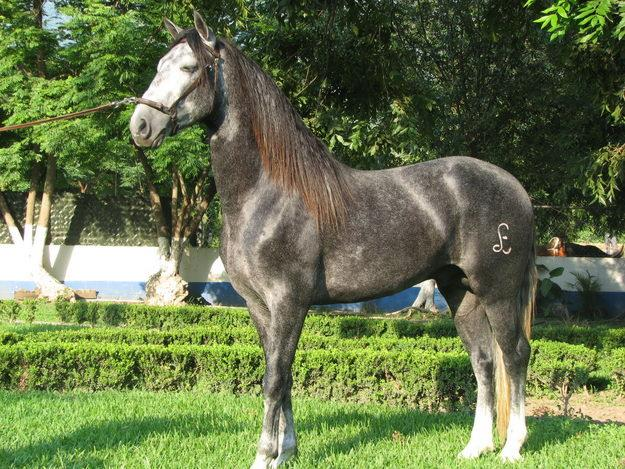 Caballo Azteca: Descubre el Orgullo Ecuestre de México y su Legado Viviente