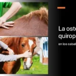 La osteopatía y quiropráctica en los caballos