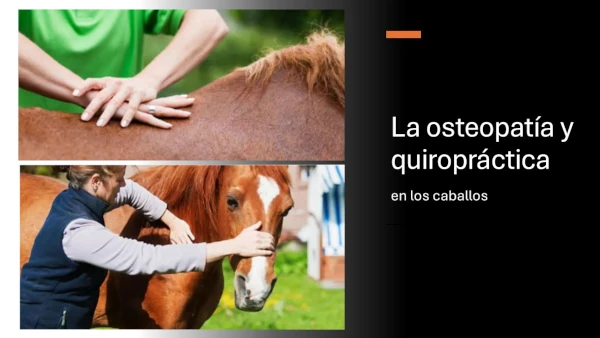 La osteopatía y quiropráctica en los caballos