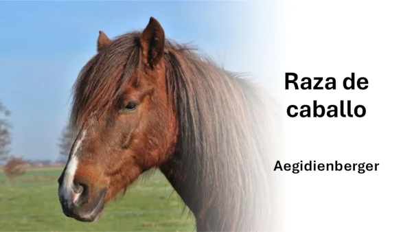 Raza de caballo Aegidienberger