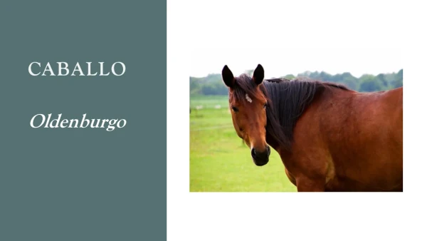 caballo oldenburgo
